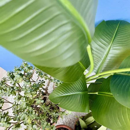 Апартаменты Oasis De Confort Urbano *