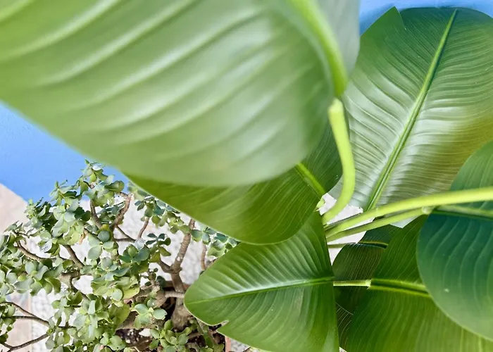 Apartmán Oasis De Confort Urbano *